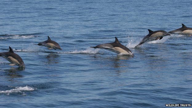 Sea life needs protecting at Welsh sites, experts warn - BBC News