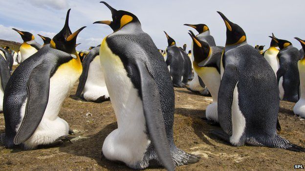 Королевские пингвины высиживают яйца