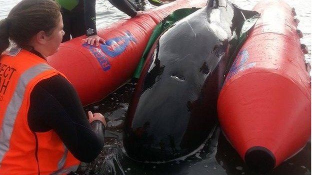 Whale rescue 05 November, 2014