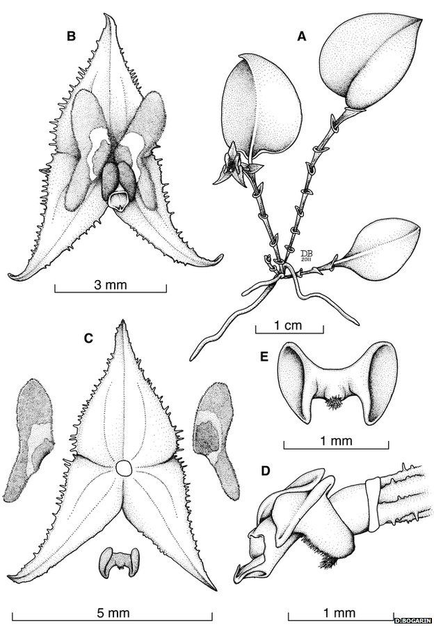 Botanical illustration of Lepanthes castilloae (Drawing courtesy of Diego Bogarin)