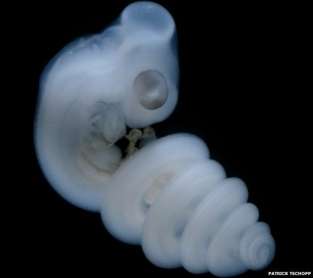 House snake embryo