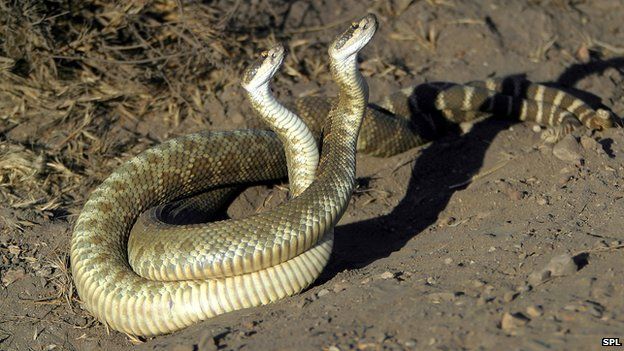 Pacific Rattlesnakes (Crotalus atrox) mating