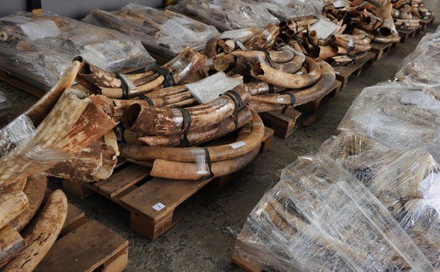 Ivory tusks seized during an anti-smuggling operation are displayed during a Hong Kong Customs press conference on October 20, 2012