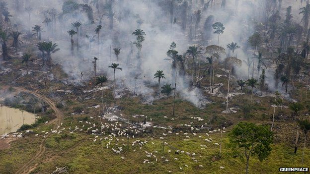 Fires to clear land for agriculture in Sao Felix Do Xingu municipality, Para, Brazil - June 2009