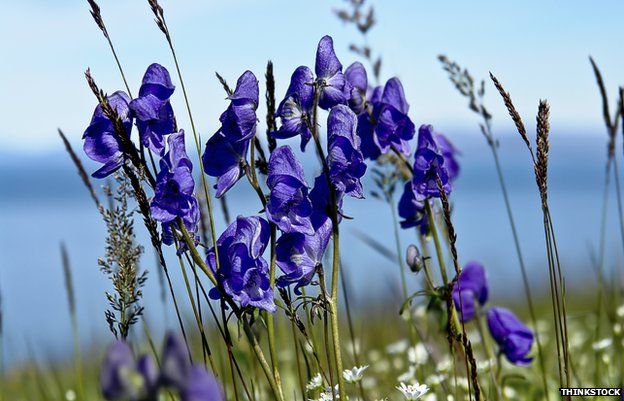 Aconitum