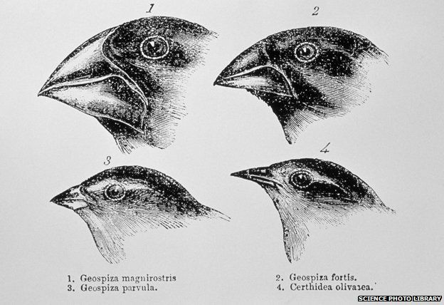 Diagram of beaks of Galapagos finches by Darwin
