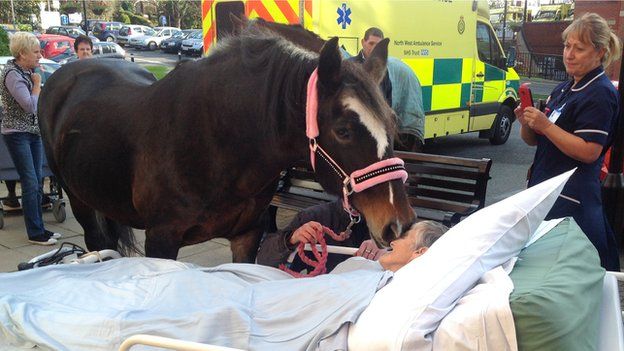 Horse "kisses" dying patient
