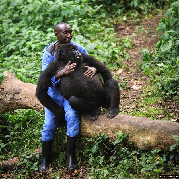Andre with an orphaned gorilla