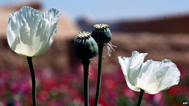 In this photograph taken on April 27, 2014 poppy seedheads stand amidst the blooming flowers in a field on the outskirts of Kandahar
