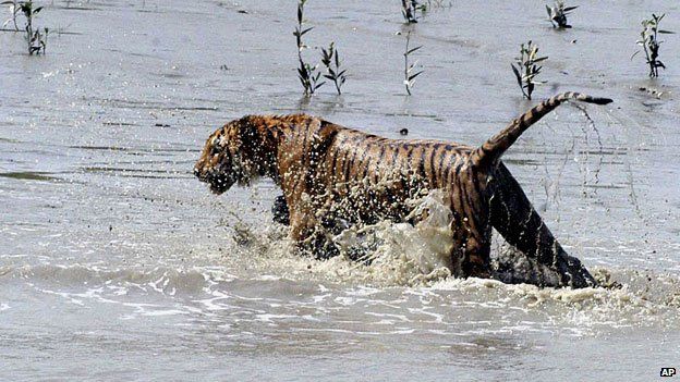 The Royal Bengal Tiger population is at risk in Sundarbans