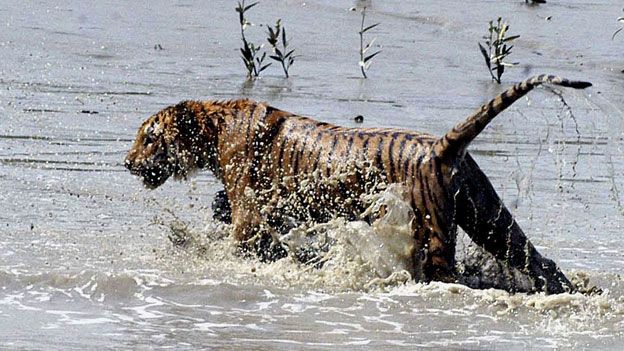 Tiger in the Sundarbans