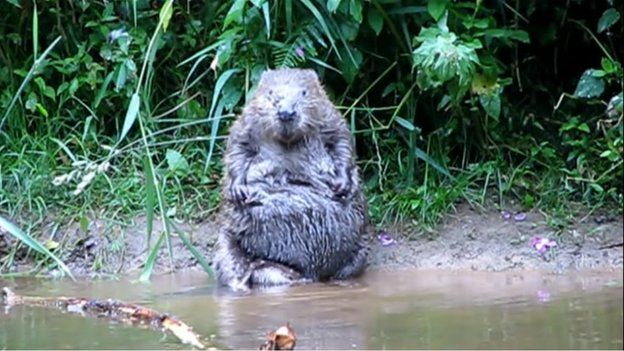 A beaver sits on the bank of the Rover Otter