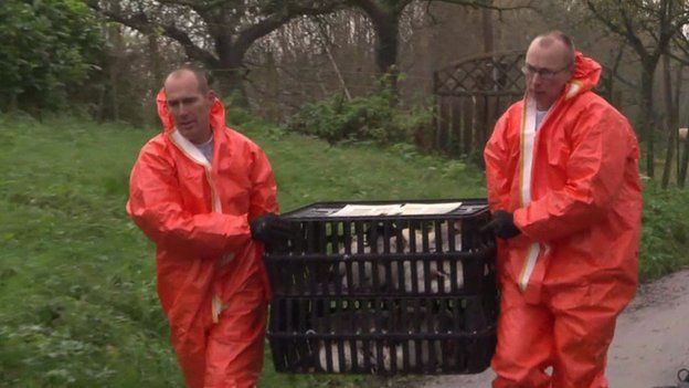 Men carry hens to be killed at a farm in Hekendorp, the Netherlands