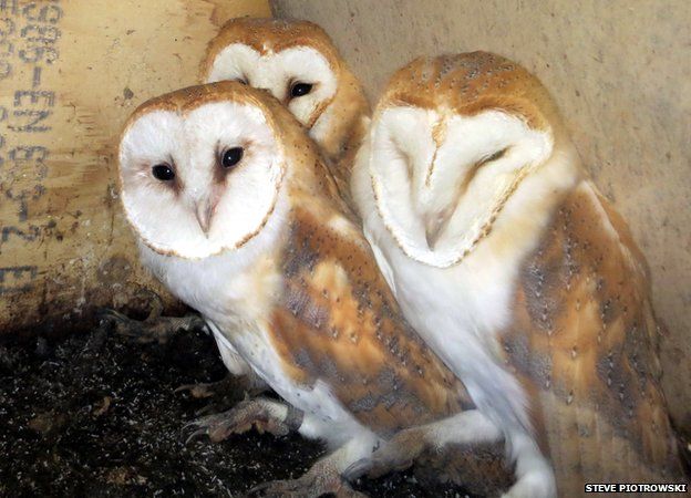 Barn owls: Suffolk has record number of chicks - BBC News