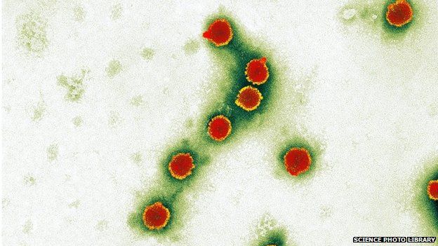 bird flu virus h5n1
