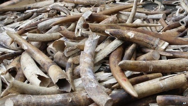 Seized ivory about to be destroyed