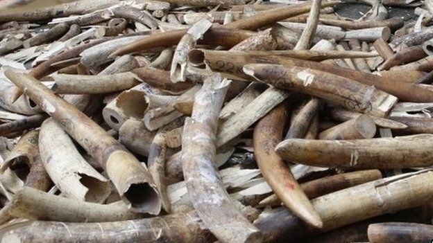 Seized ivory about to be destroyed