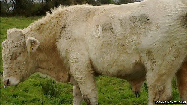 Benjy the gay bull saved from slaughter by Simpsons creator - BBC News Benjy the gay bull saved from slaughter by Simpsons creator - BBC News