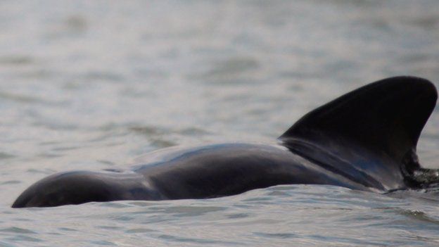 Whale off Essex coast