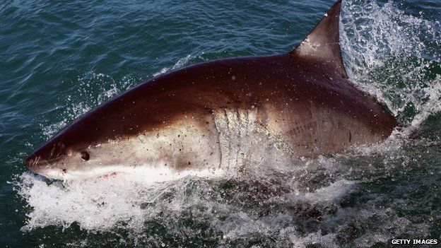 Great white shark caught in net at Sydney's Bondi beach - BBC News