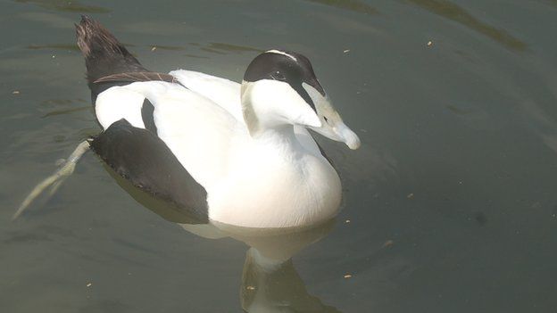 Eider duck (male)