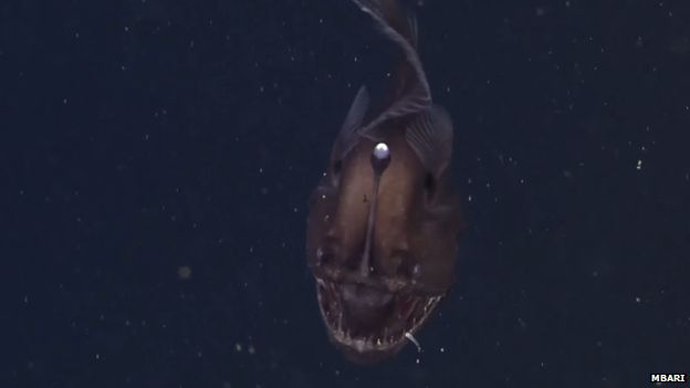 Black seadevil anglerfish recorded on film off California coast