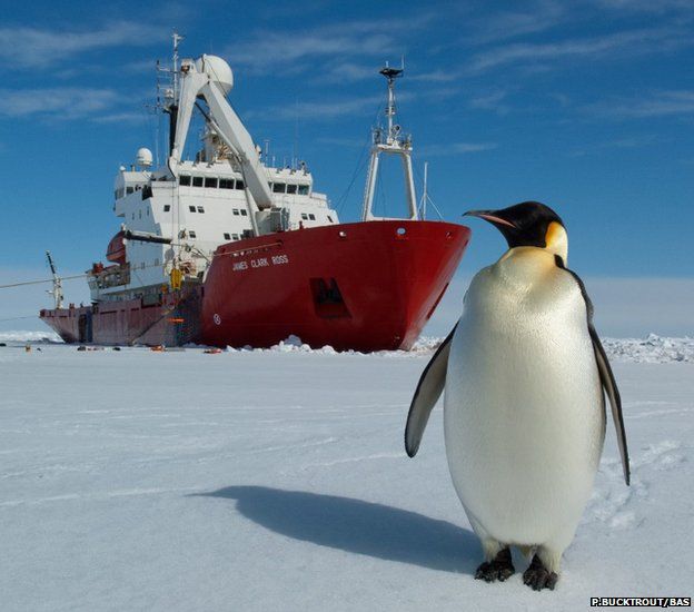 Emperor penguin on the sea ice