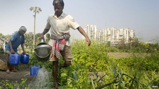 Urban farmers, India (Image: IWMI)
