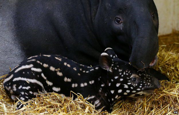 Hope for endangered Malayan tapir as one born in Kent zoo - BBC News