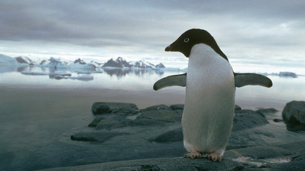 Adelie penguin on Rothera Point in the Antarctic