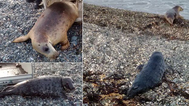 Two seals rescued and released
