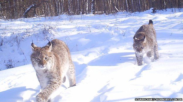 Lynx in the Chernobyl Exclusion Zone (Image courtesy of Sergey Gashchak/Chornobyl Center, Ukraine)