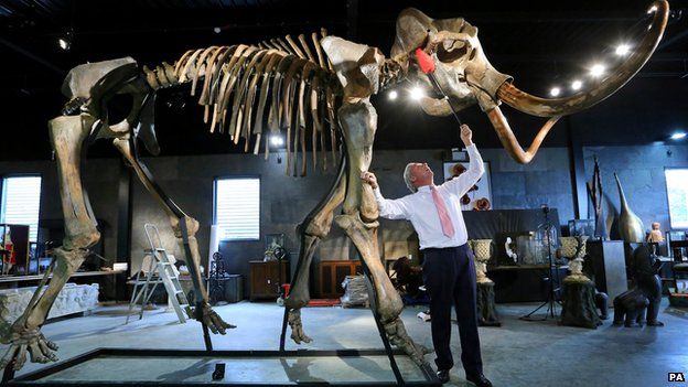 Alaskan Fossils Mammoth Skulls
