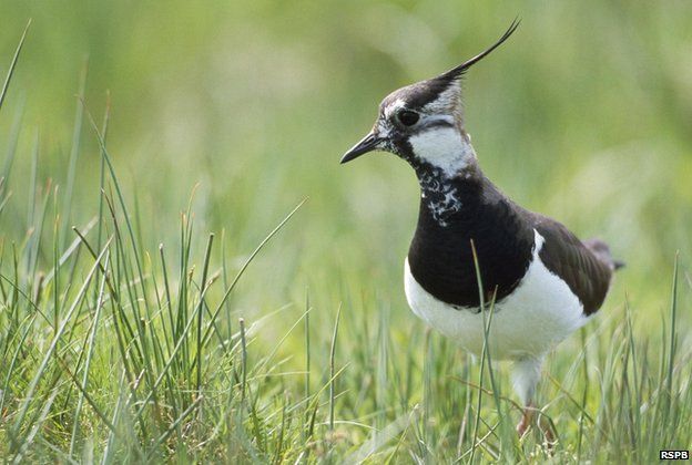 RSPB Boyton and Hollesley Marshes lapwings have record breeding season ...