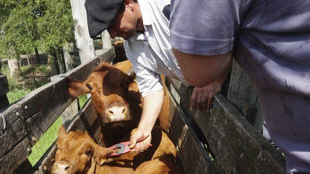 Calves are tagged in Uruguay