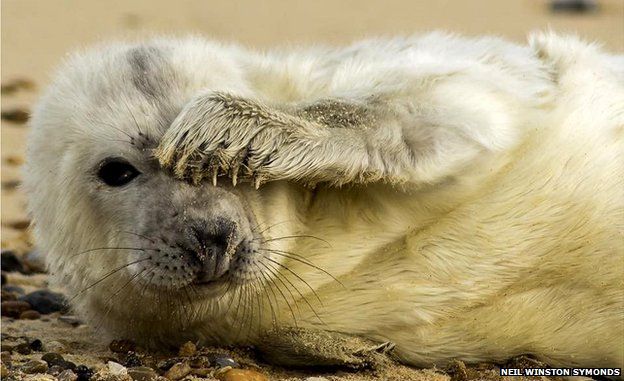 Seal pup on the Norfolk coast