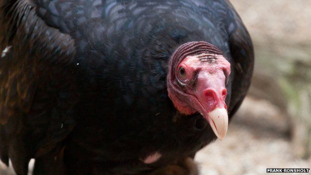 A turkey vulture from North America.