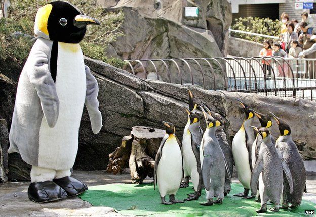 Emperor penguins in a Japanese zoo watch a man in a penguin suit