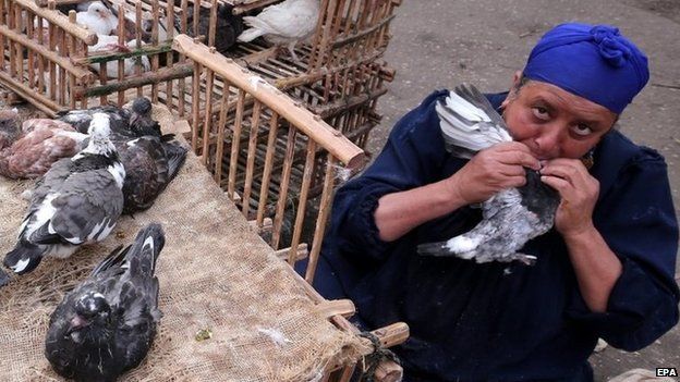 An Egyptian woman feeds a pigeon from her mouth at a market in Cairo (19 November 2014)