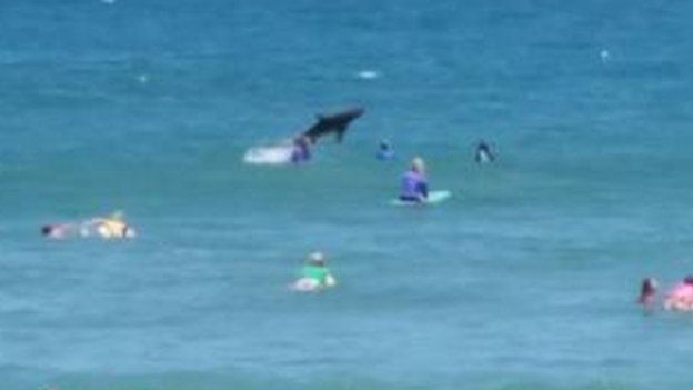 A photo of a shark leaping out of the water at Macauley's Beach, Coffs Harbour, 30 November 2014