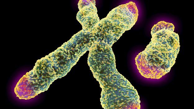 Telomeres cap the end of our chromosomes