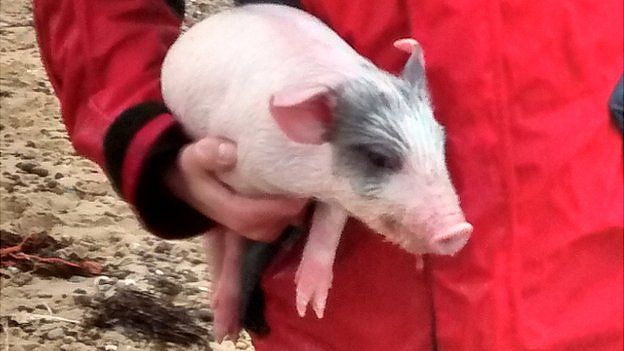 Piglet rescued from sea