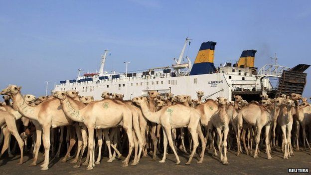 Camels are prepared for export at the loading dock at the sea port in Somalia's capital Mogadishu, 3 August 2013