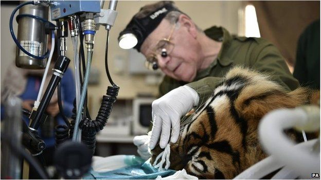 Dental surgeon Peter Kertesz carries out a filling procedure on Sumatran tiger Amir