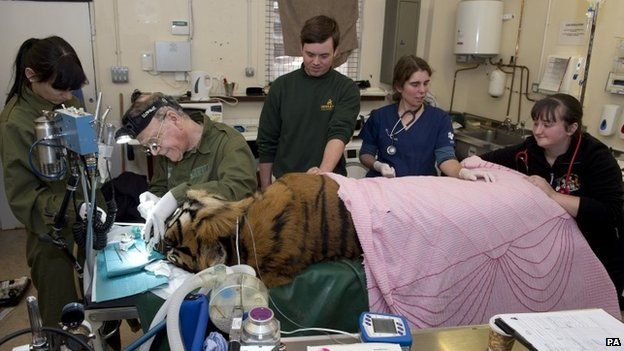 Dental surgeon Peter Kertesz carries out a filling procedure on Sumatran tiger Amir