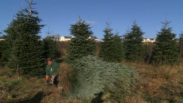Rob Morgan cuts down a fir tree