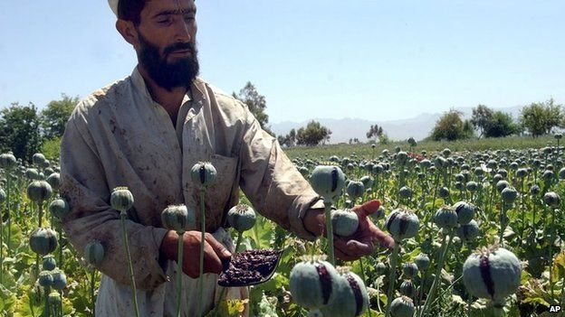 An Afghan farmer collecting resin from poppies in Nangarhar province
