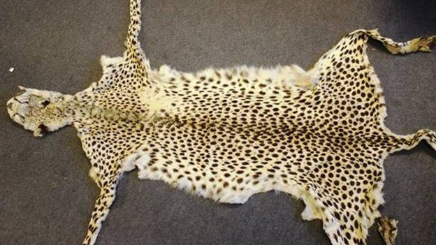 cheetah skin