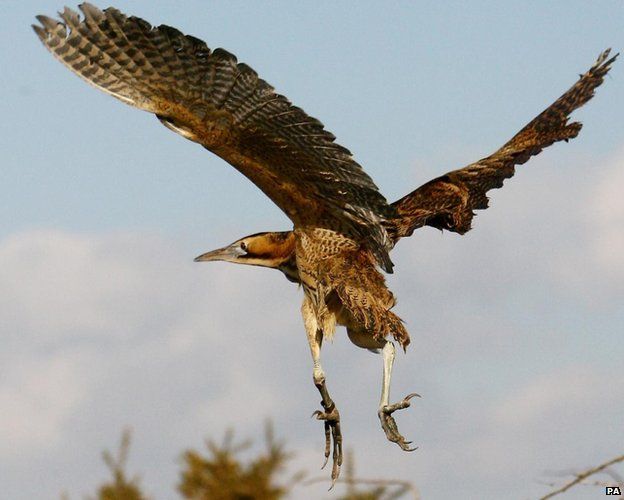 Rare Bittern Population Highest In Somerset c News