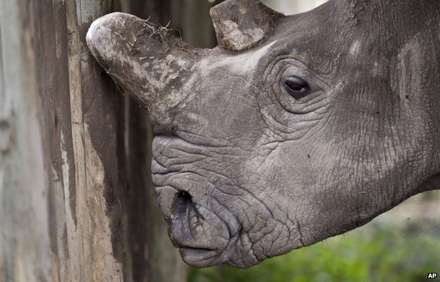 A female northern white rhino is seen in Kenya on 1 December 2014